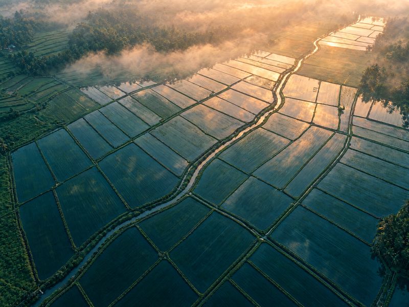Rizières irriguées vues du ciel à l'aube